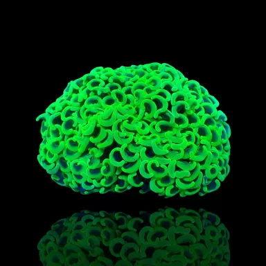Möchten Sie Euphyllia Ancora Ultra Neon Green kaufen? | Coralandfishstore.nl