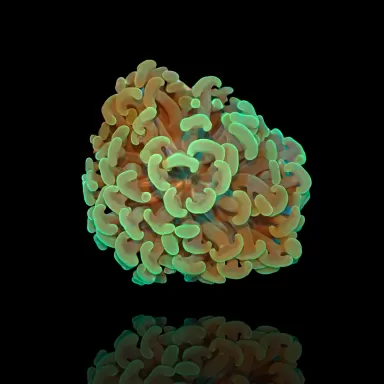 Euphyllia Ancora Vert | Coralandfishstore.nl