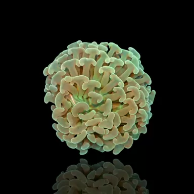 Euphyllia Ancora Green