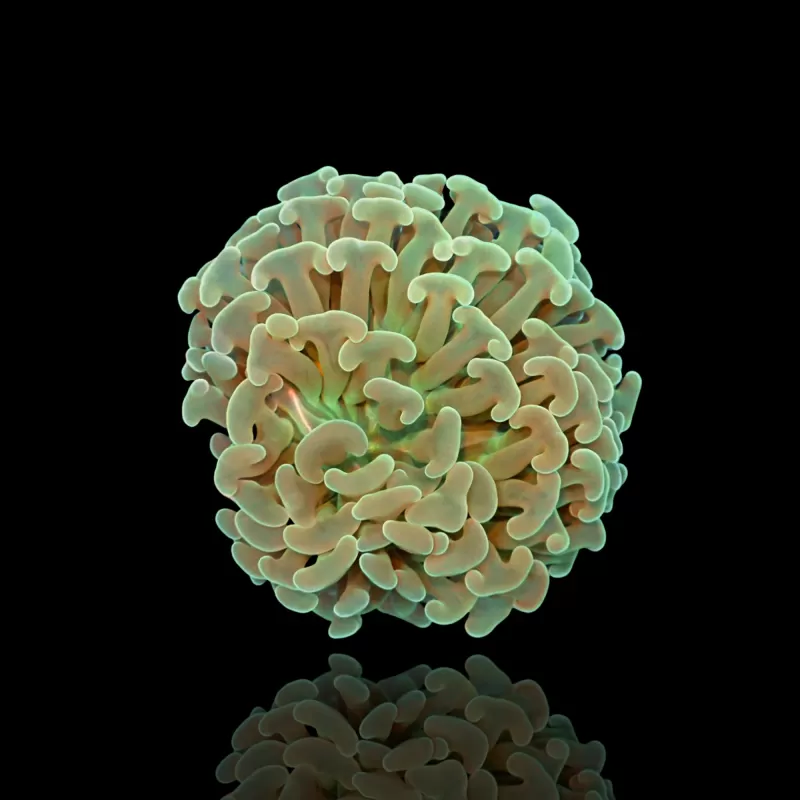 Euphyllia Ancora Green Euphyllia Ancora Green