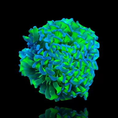 Euphyllia Ancora Zweifarbige Grün/Blaue Spitzen ? | Coralandfishstore.nl