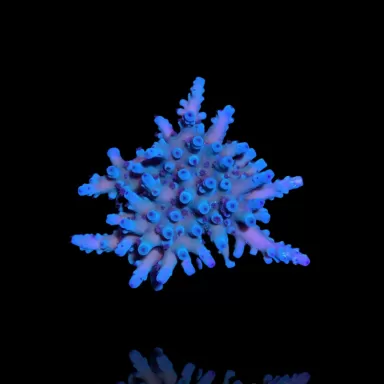 Acropora Blauw