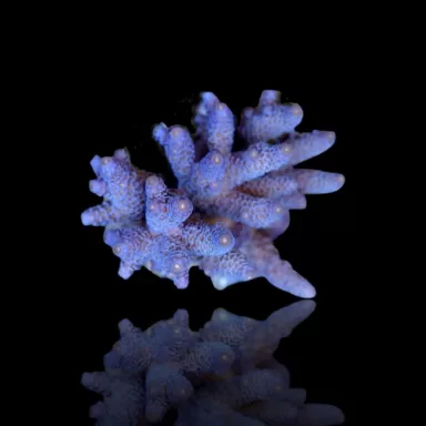 Acropora Blauw kopen | Coralandfishstore.nl