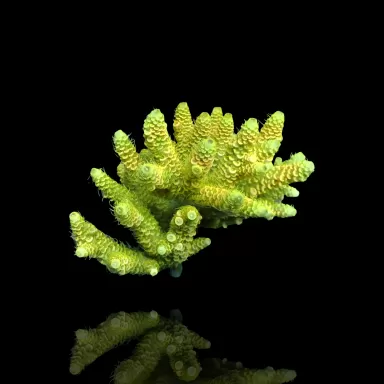 Acropora Pack (3 verschillende kleuren / Grote stukken) | Coralandfishstore