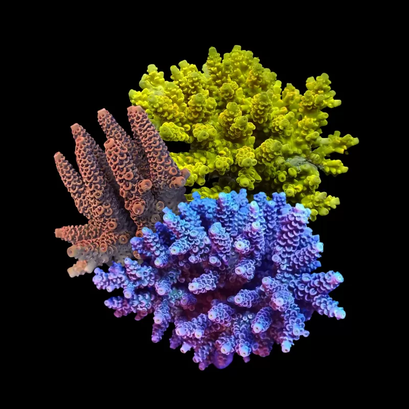 Acropora Pack (3 verschillende kleuren / Grote stukken)
