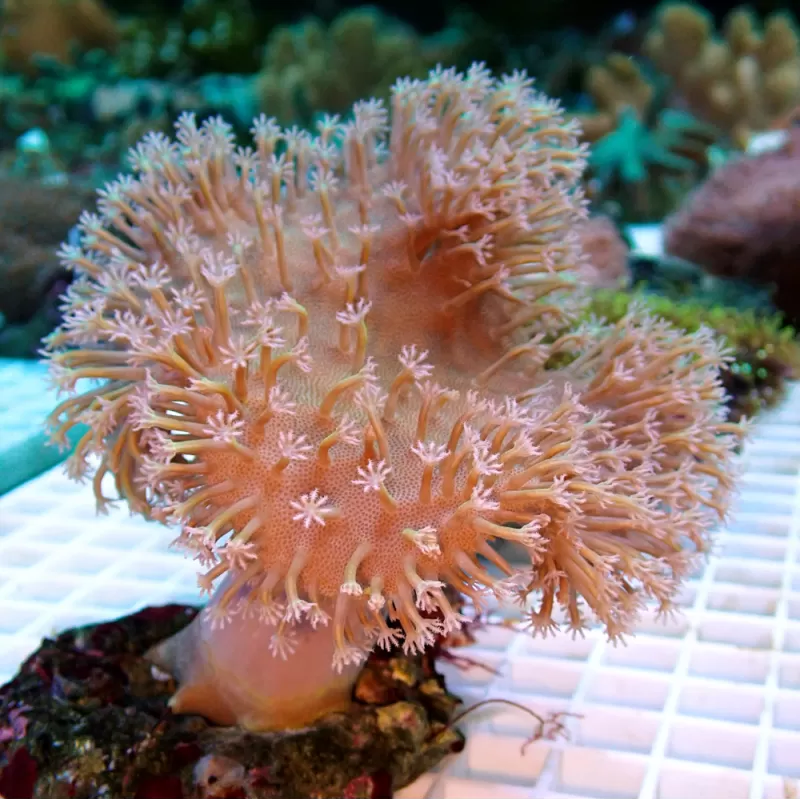 Sarcophyton Ehrenbergi Braun / Grün | Corallandfishstore Sarcophyton Ehrenbergi Braun / Grün | Corallandfishstore
