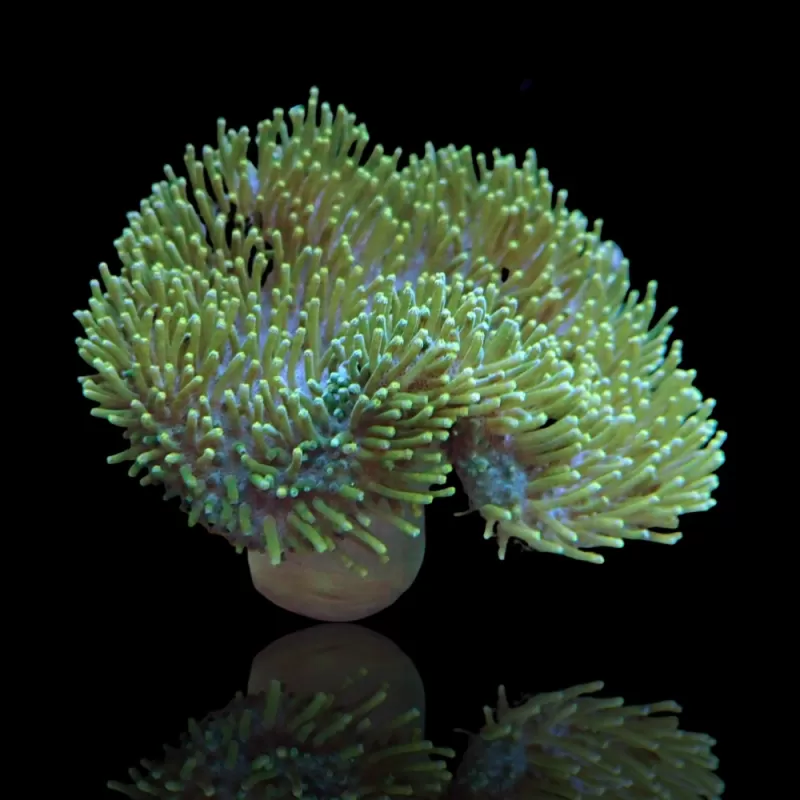Sarcophyton Ehrenbergi Braun / Grün | Corallandfishstore Sarcophyton Ehrenbergi Braun / Grün | Corallandfishstore