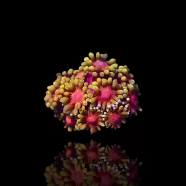 Commander Goniopora sp rose/rouge ? sur Coralandfishstore.nl