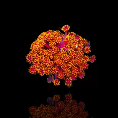 Commander Goniopora sp rose/rouge ? sur Coralandfishstore.nl