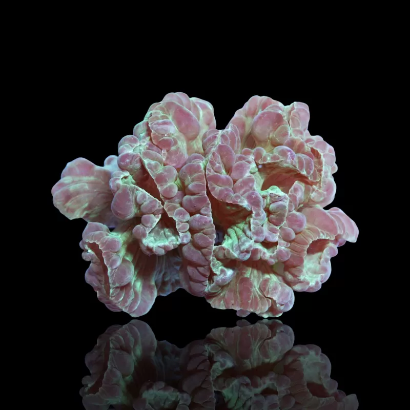 Nemenzophyllia Turbida Fuchskoralle |b Coralandfishstore Nemenzophyllia Turbida Fuchskoralle |b Coralandfishstore