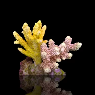 Möchten Sie Acropora sp kaufen? | Coralandfishstore.nl