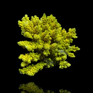 Möchten Sie Acropora sp kaufen? | Coralandfishstore.nl