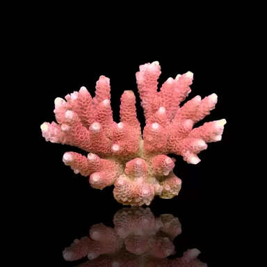 Möchten Sie Acropora sp kaufen? | Coralandfishstore.nl