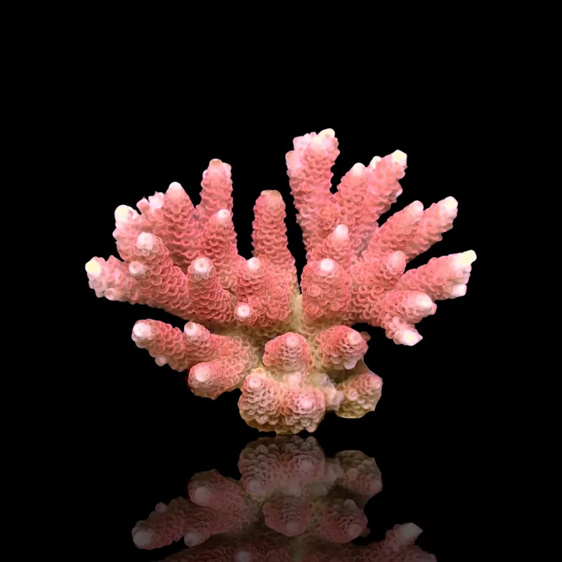 Möchten Sie Acropora sp kaufen? | Coralandfishstore.nl Möchten Sie Acropora sp kaufen? | Coralandfishstore.nl