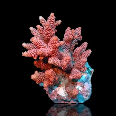 Möchten Sie Acropora sp kaufen? | Coralandfishstore.nl