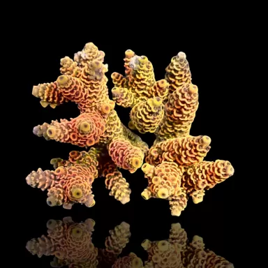 Möchten Sie Acropora sp kaufen? | Coralandfishstore.nl
