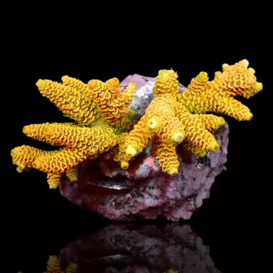 Möchten Sie Acropora sp kaufen? | Coralandfishstore.nl