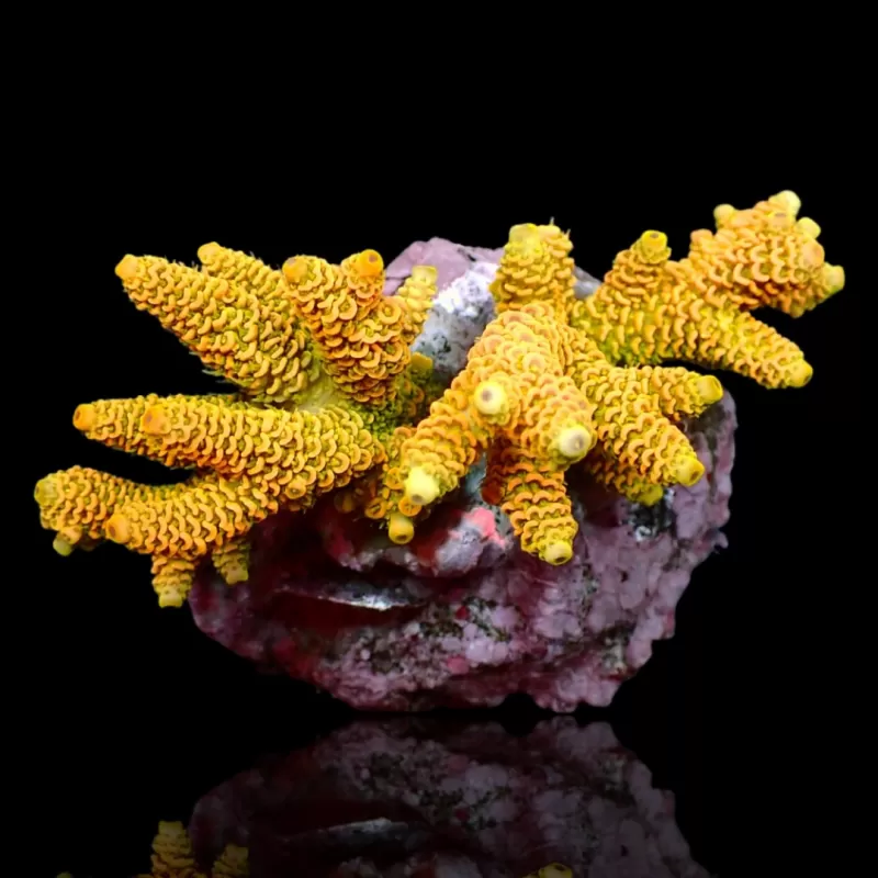 Möchten Sie Acropora sp kaufen? | Coralandfishstore.nl Möchten Sie Acropora sp kaufen? | Coralandfishstore.nl