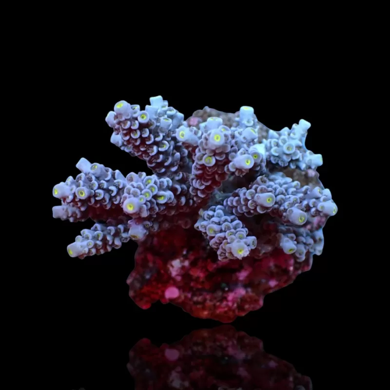 Möchten Sie Acropora sp kaufen? | Coralandfishstore.nl Möchten Sie Acropora sp kaufen? | Coralandfishstore.nl