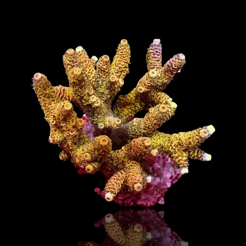 Möchten Sie Acropora sp kaufen? | Coralandfishstore.nl Möchten Sie Acropora sp kaufen? | Coralandfishstore.nl