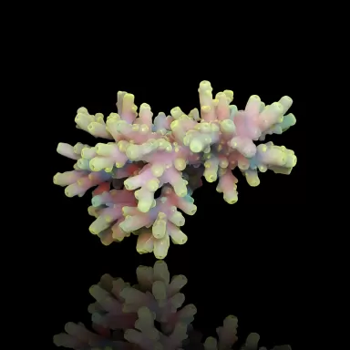Möchten Sie Acropora sp kaufen? | Coralandfishstore.nl