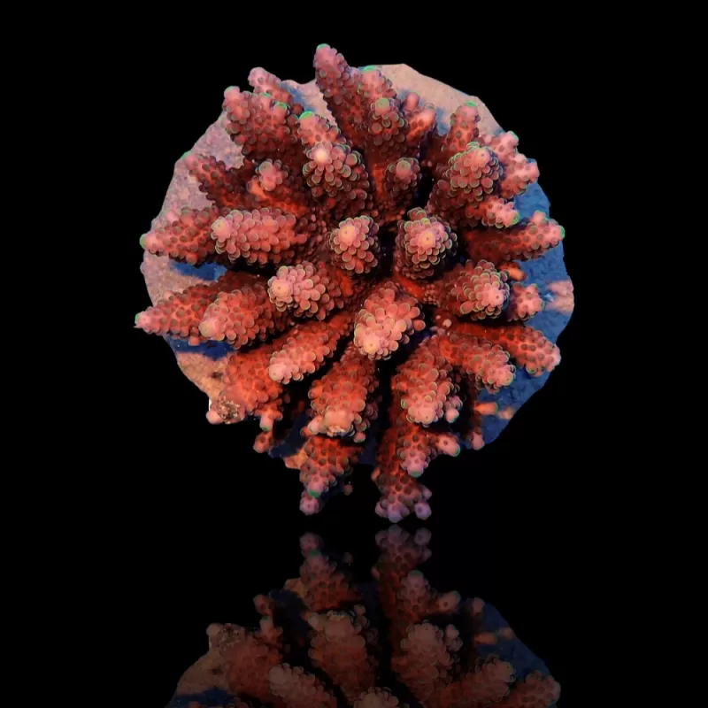 Möchten Sie Acropora sp kaufen? | Coralandfishstore.nl Möchten Sie Acropora sp kaufen? | Coralandfishstore.nl
