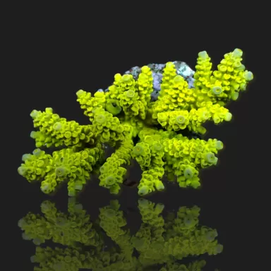 Möchten Sie Acropora sp kaufen? | Coralandfishstore.nl
