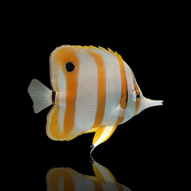 Chelmon Rostratus (frozen food aclimatized) kopen | Coralandfishstore.nl