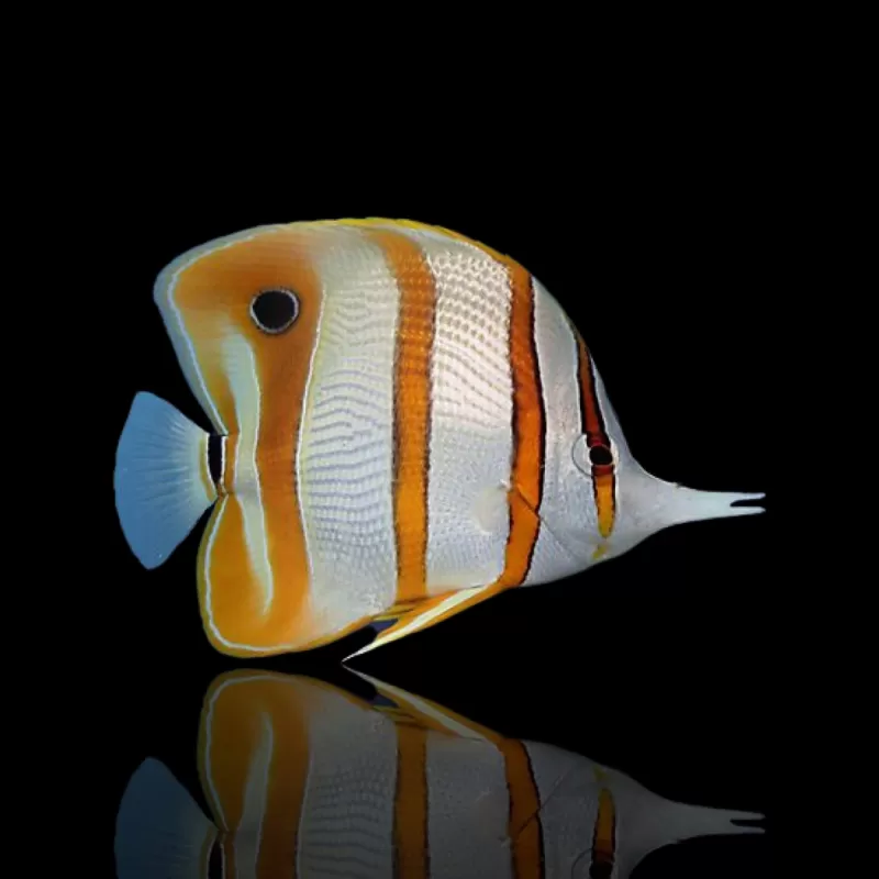 Chelmon Rostratus (Tiefkühlkost aklimatisiert) kaufen | Coralandfishstore.nl Chelmon Rostratus (Tiefkühlkost aklimatisiert) kaufen | Coralandfishstore.nl
