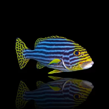 Plectorhinchus vittatus | Coralandfishstore.nl