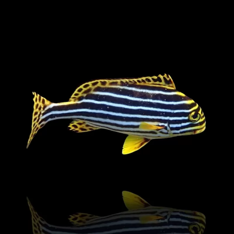 Plectorhinchus vittatus | Coralandfishstore.nl Plectorhinchus vittatus | Coralandfishstore.nl