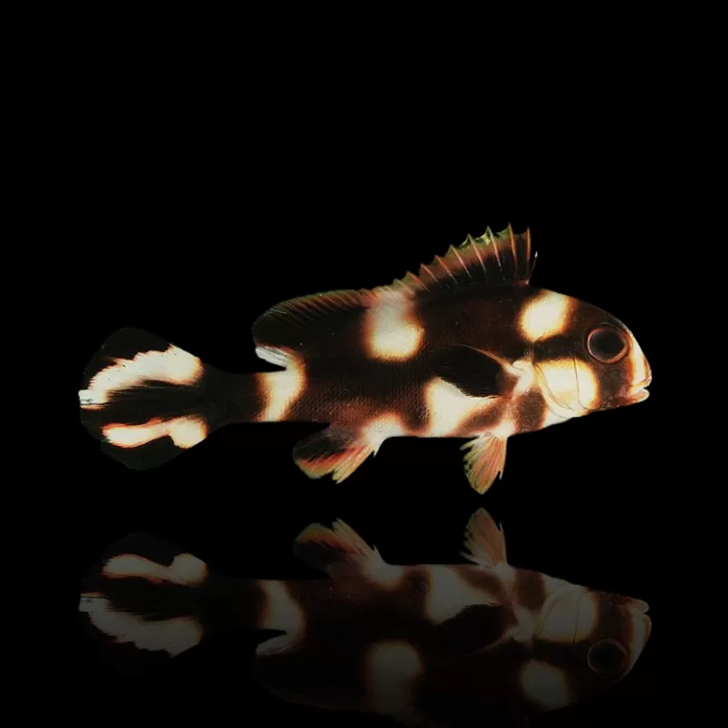 Plectorhinchus vittatus | Coralandfishstore.nl Plectorhinchus vittatus | Coralandfishstore.nl