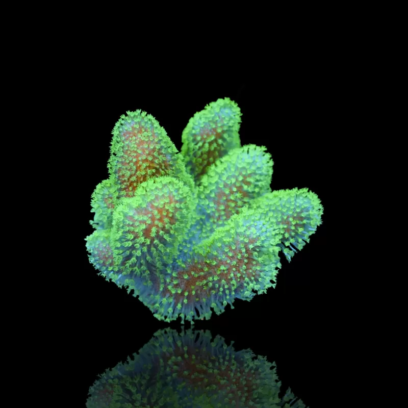 Lobophytum | Coralandfishstore.nl