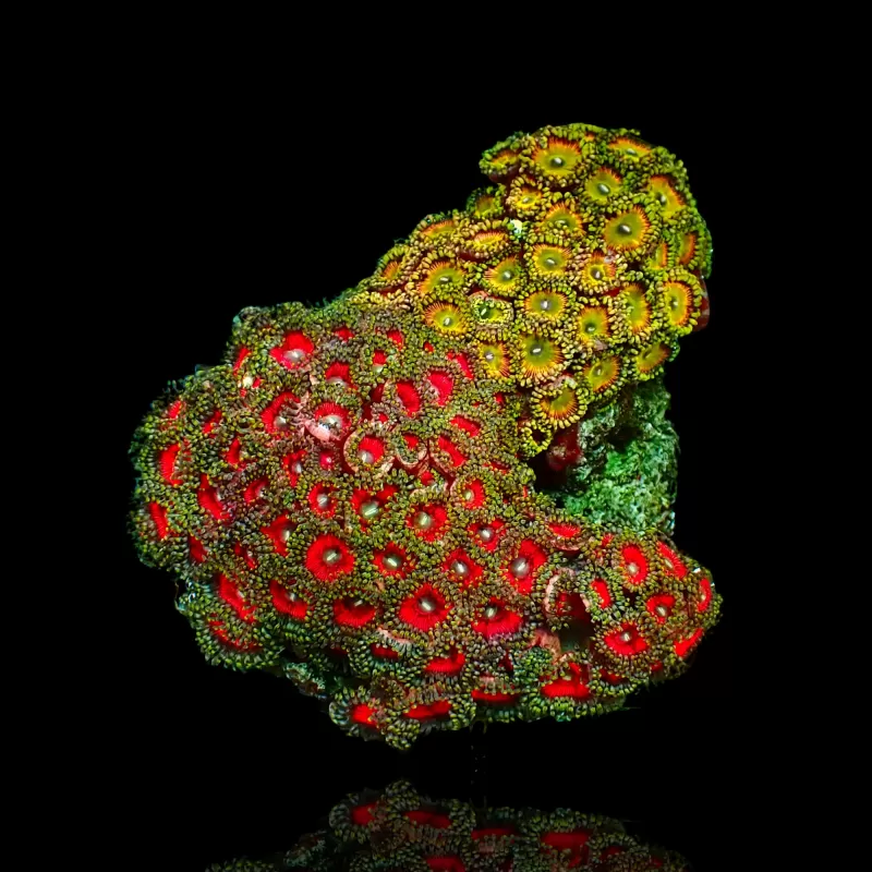 Zoanthus sp. sortiert Vietnam (XXL) | Coralandfishstore.nl Zoanthus sp. sortiert Vietnam (XXL) | Coralandfishstore.nl
