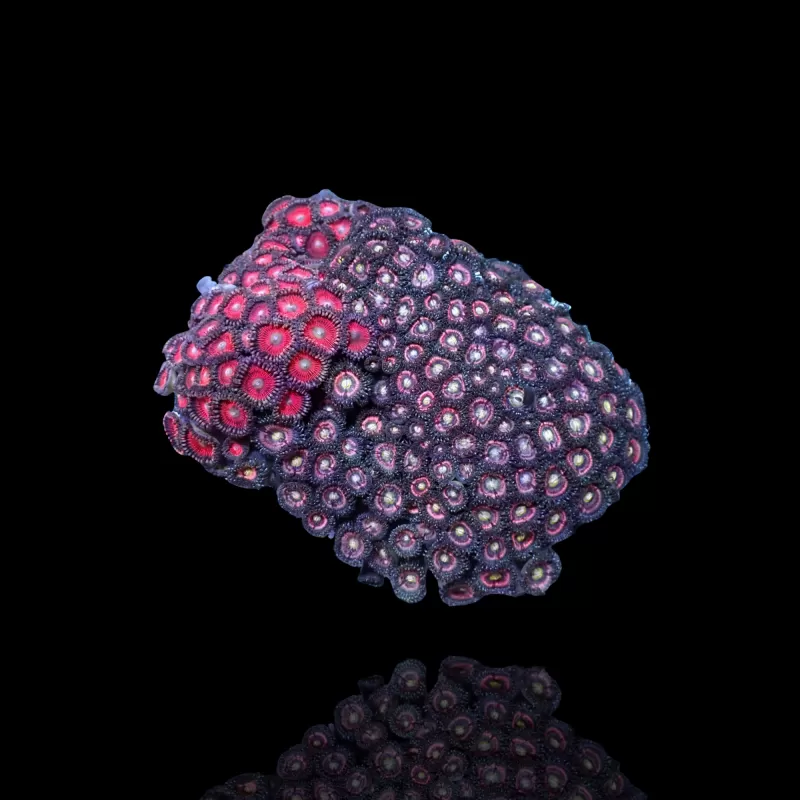 Zoanthus sp assorted Vietnam (XXL) | Coralandfishstore.nl Zoanthus sp assorted Vietnam (XXL) | Coralandfishstore.nl