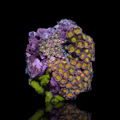 Zoanthus sp assorted Vietnam (XXL) | Coralandfishstore.nl