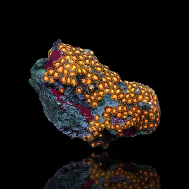 Zoanthus sp. sortiert Vietnam (XXL) | Coralandfishstore.nl