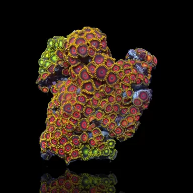 Zoanthus sp assorted Vietnam (XXL) | Coralandfishstore.nl