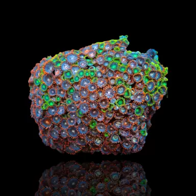 Zoanthus sp. sortiert Vietnam (XXL) | Coralandfishstore.nl