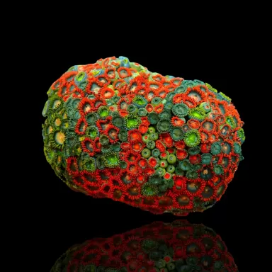 Zoanthus sp. sortiert Vietnam (XXL) | Coralandfishstore.nl