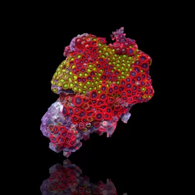 Zoanthus sp. sortiert Vietnam (XXL) | Coralandfishstore.nl