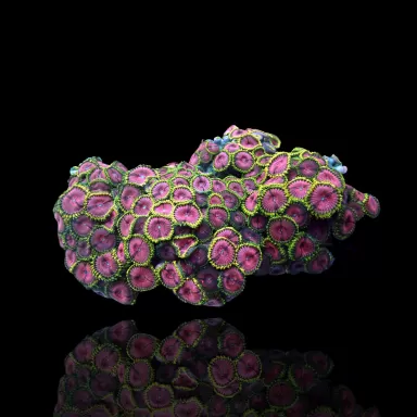 Zoanthus sp. sortiert Vietnam (XXL) | Coralandfishstore.nl