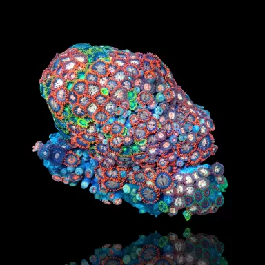 Zoanthus sp. sortiert Vietnam (XXL) | Coralandfishstore.nl