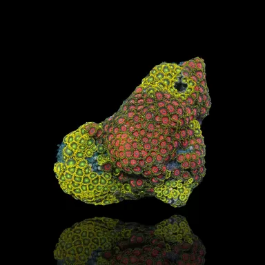 Zoanthus sp. sortiert Vietnam (XXL) | Coralandfishstore.nl