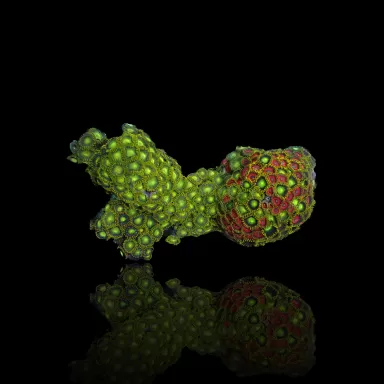 Zoanthus sp. sortiert Vietnam (XXL) | Coralandfishstore.nl