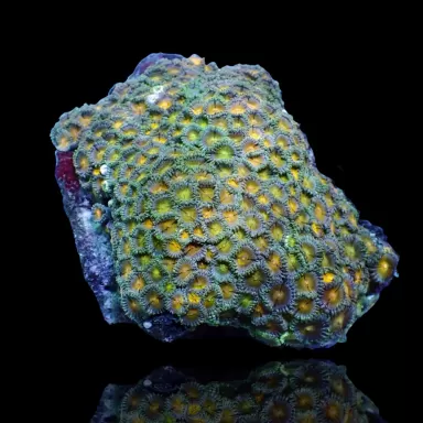 Zoanthus sp. sortiert Vietnam (XXL) | Coralandfishstore.nl