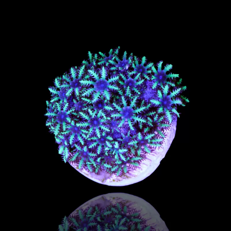 Sympodium Sp. Bestellen Sie blau/lila Frag (4-5 Polypen)? | Corallandfishstore Sympodium Sp. Bestellen Sie blau/lila Frag (4-5 Polypen)? | Corallandfishstore