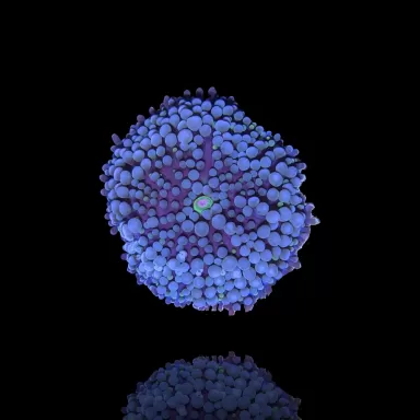 Ricordea Florida Blue bestellen? l Coralandfishstore.nl