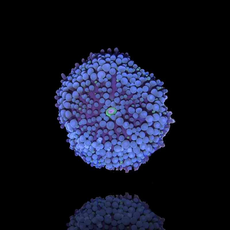 Ricordea Florida Blue bestellen? l Coralandfishstore.nl Ricordea Florida Blue bestellen? l Coralandfishstore.nl