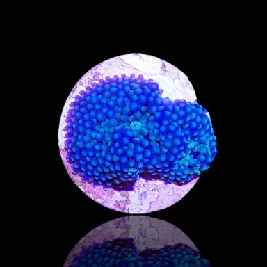 Ricordea Florida Blue bestellen? l Coralandfishstore.nl